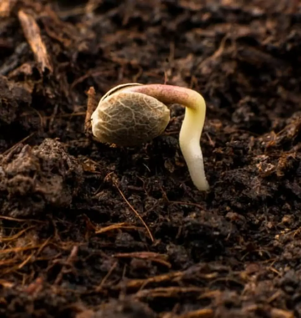 cannabis seed germinating