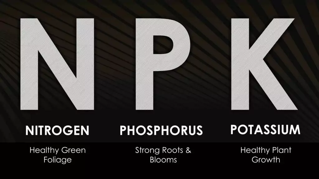 cannabis nutrients: nitrogen (N), phosphorus (P), potassium (K)