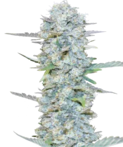 Bild der American Pie 2.0 (American Pie x Do-Si-Dos) Feminized Sorte, die einen mit Kristallen bedeckten Bud zeigt und die harzige Qualität hervorhebt.