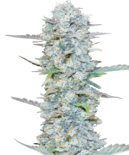 Bild der American Pie 2.0 (American Pie x Do-Si-Dos) Feminized Sorte, die einen mit Kristallen bedeckten Bud zeigt und die harzige Qualität hervorhebt.
