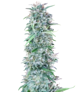 Foto der Cali Deli (Cheese x Nepali x OG Kush), die aus Sativa-Samen angebaut wurde, und ihre hohe Ertragfähigkeit mit üppigen, dichten Buds zeigt.