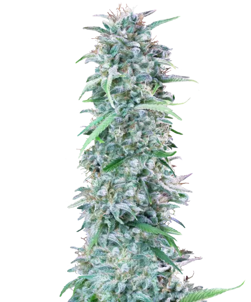 Cali-Deli-Feminized-Main Cali Deli