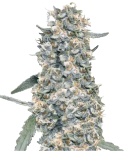 Bild der Creme Brulee Auto, einer seltenen 85% Indica-dominanten Sorte, die ihre einzigartigen und robusten Indica-Merkmale zeigt.