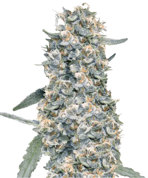 Bild der Creme Brulee Auto, einer seltenen 85% Indica-dominanten Sorte, die ihre einzigartigen und robusten Indica-Merkmale zeigt.