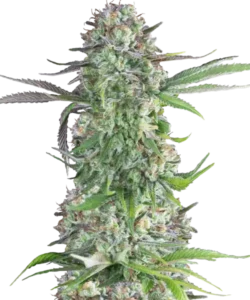 Foto, das die Creme Brulee Feminized zeigt, eine seltene Sorte mit 80% Indica-Dominanz, und ihre charakteristischen Indica-Merkmale hervorhebt.