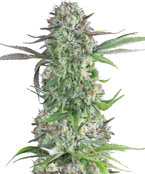Foto, das die Creme Brulee Feminized zeigt, eine seltene Sorte mit 80% Indica-Dominanz, und ihre charakteristischen Indica-Merkmale hervorhebt.