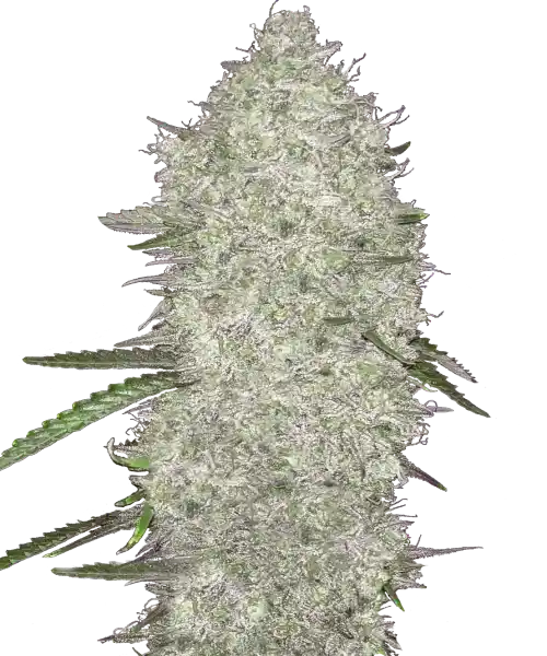 Bild der Crystal Ball Auto, die aus Autoflower-Samen angebaut wurde, eine ertragreiche Sorte, die aus Creme Brulee und Grapefruit gezüchtet wurde und mühelos sowohl in Innen- als auch Außenumgebungen gedeiht.