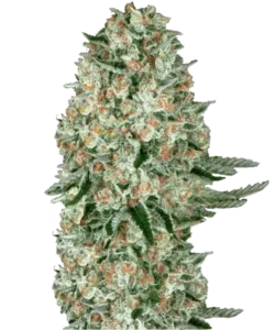 Bild der Amnesia Haze Auto, einer 75% sativa-dominanten Sorte, die ihre charakteristischen Sativa-Merkmale zeigt.