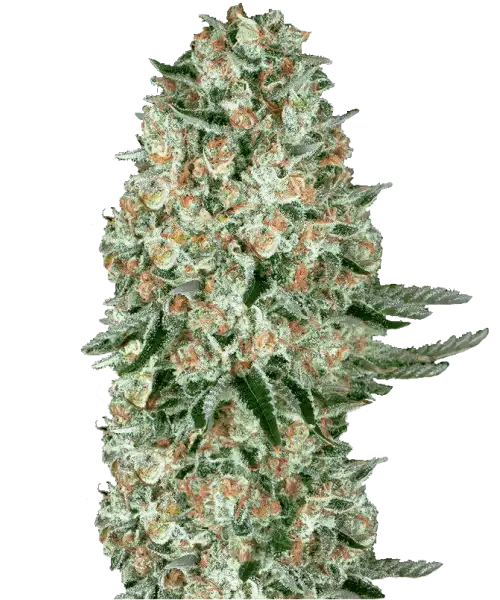 Bild der Amnesia Haze Auto, einer 75% sativa-dominanten Sorte, die ihre charakteristischen Sativa-Merkmale zeigt.