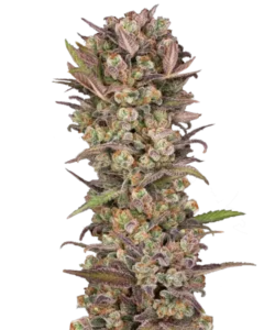 Bild der Ice Eyes Auto, die aus Autoflower-Samen angebaut wurde, mit dichten, steinharten Buds. Diese Premium-Sorte, ein Kreuzung von Gorilla Glue, Gelato Ice und Girl Scout Cookies, zeigt ihre außergewöhnliche Struktur und Potenz.