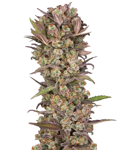 Bild der Ice Eyes Auto, die aus Autoflower-Samen angebaut wurde, mit dichten, steinharten Buds. Diese Premium-Sorte, ein Kreuzung von Gorilla Glue, Gelato Ice und Girl Scout Cookies, zeigt ihre außergewöhnliche Struktur und Potenz.