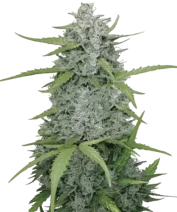 Foto der Juicy Pussy Auto, die aus Autoflower-Samen angebaut wurde, und ihre sativa-beeinflusste Struktur sowie ihre robuste Vitalität zeigt, wobei das dynamische Wachstum und die Premium-Qualität betont werden.
