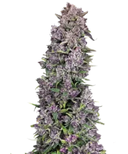 Bild, das die Papaya Autoflowering zeigt, die aus Autoflower-Samen angebaut wurde, und ihre außergewöhnliche Potenz sowie Premium-Qualität hervorhebt.