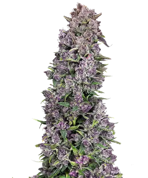 Papaya-Auto-Main Papaya Auto
