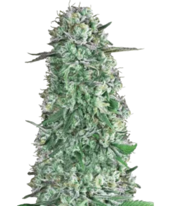 Foto der Rainbow Runtz Auto, die aus Autoflower-Samen angebaut wurde, eine trendige Cannabis-Sorte von 2023, die ihre innovativen Gene und lebendige, visuell auffällige Ästhetik zeigt.