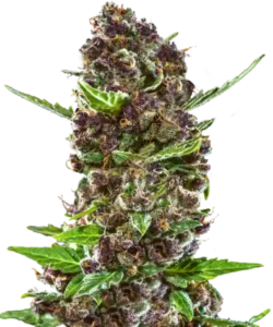 Bild der Red Chile Truffles Feminized, eine lebendige lila Sorte, die ihre Qualität und die atemberaubenden, rot gefärbten Buds zeigt.