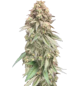 Bild der Z Auto, die aus Autoflower-Samen angebaut wurde, mit üppigem Wachstum und dichten, harzbedeckten Buds, das die außergewöhnliche Qualität und Vitalität der Sorte hervorhebt.