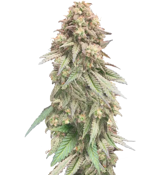 Bild der Z Auto, die aus Autoflower-Samen angebaut wurde, mit üppigem Wachstum und dichten, harzbedeckten Buds, das die außergewöhnliche Qualität und Vitalität der Sorte hervorhebt.