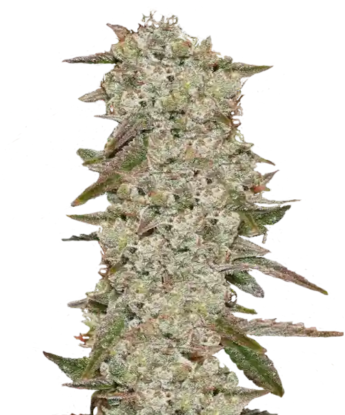 Z-Feminized-Main Z