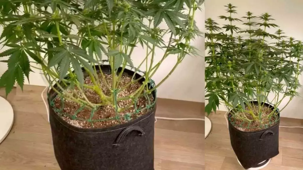 lollipopped cannabis