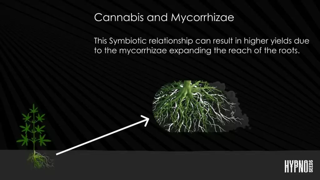 Mycorrhizae and cannabis: The symbiotic relationship can result in higher yeilds