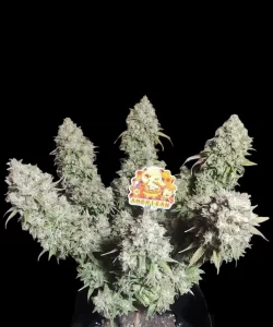 'American Pie 2.0 Feminized' Cannabis-Pflanze, die einer Low-Stress-Training (LST)-Methode unterzogen wird, um die Lichtdurchlässigkeit zu optimieren und den Ertrag zu steigern, wobei die Äste sorgfältig gebogen und fixiert werden.