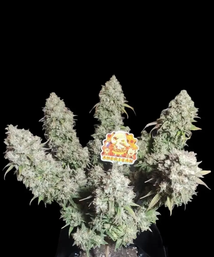 'American Pie 2.0 Feminized' Cannabis-Pflanze, die einer Low-Stress-Training (LST)-Methode unterzogen wird, um die Lichtdurchlässigkeit zu optimieren und den Ertrag zu steigern, wobei die Äste sorgfältig gebogen und fixiert werden.
