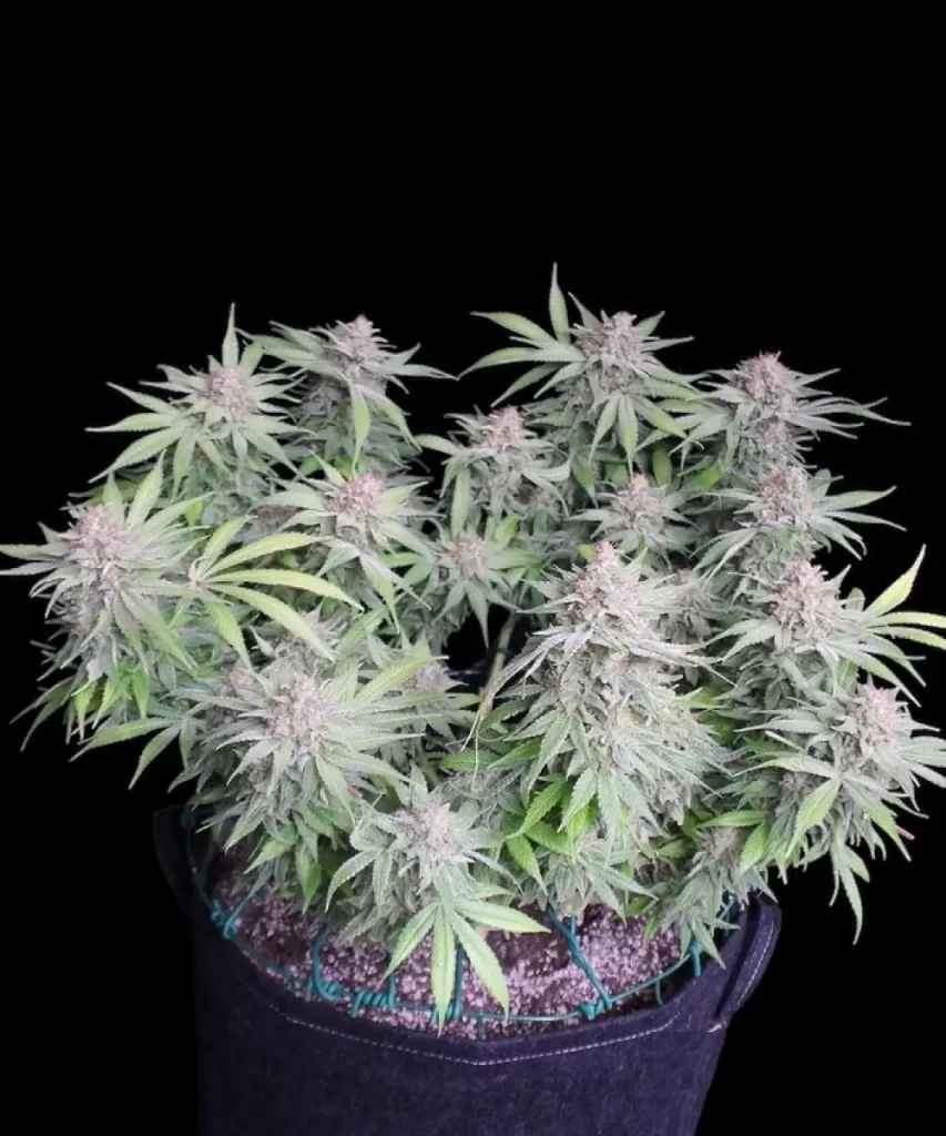 'American Pie 2.0 Feminized' Cannabis-Pflanze, die geschickt mit Low-Stress-Techniken bearbeitet wurde und eine beeindruckende Reihe von 20 blühenden Colas zeigt.