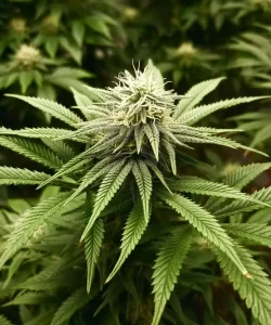 Gesunde 'American Pie 2.0 Feminized' Cannabis-Pflanze, die lebendige lila Blätter zeigt und auf robustes Wachstum sowie genetische Vitalität hinweist.