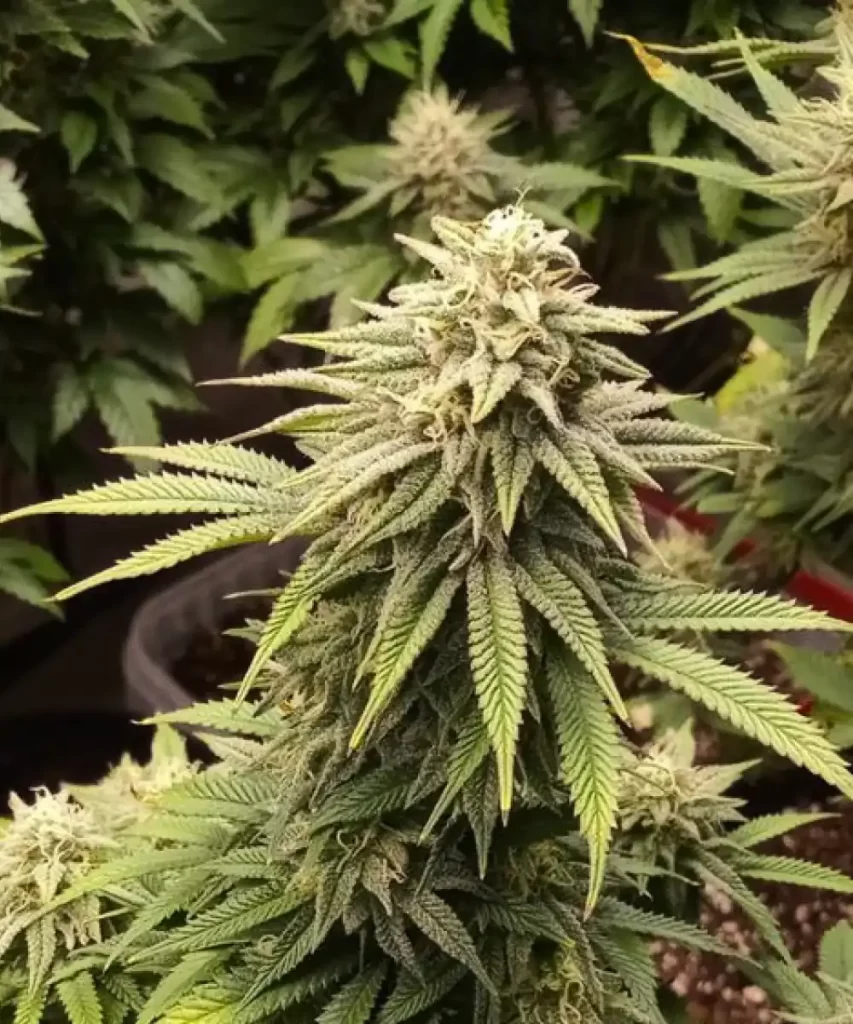 'American Pie 2.0 Feminized' Cannabis-Sorte, eine robuste Super-Indica, die ihre üppig grünen Blätter zeigt, die typisch für ihre tiefen Entspannungseffekte sind.