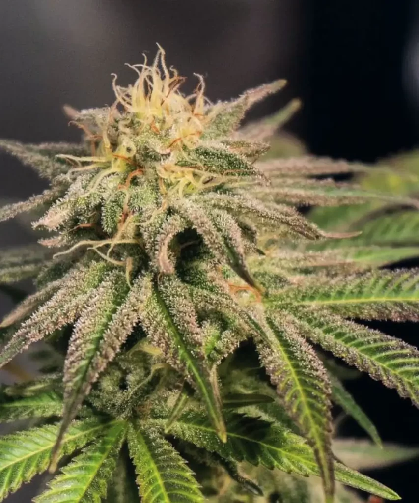 'American Pie 2.0 Feminized' Cannabis-Pflanze, die markante lila Blätter zeigt, ein Beweis für ihr einzigartiges genetisches Profil und ihre visuelle Attraktivität.