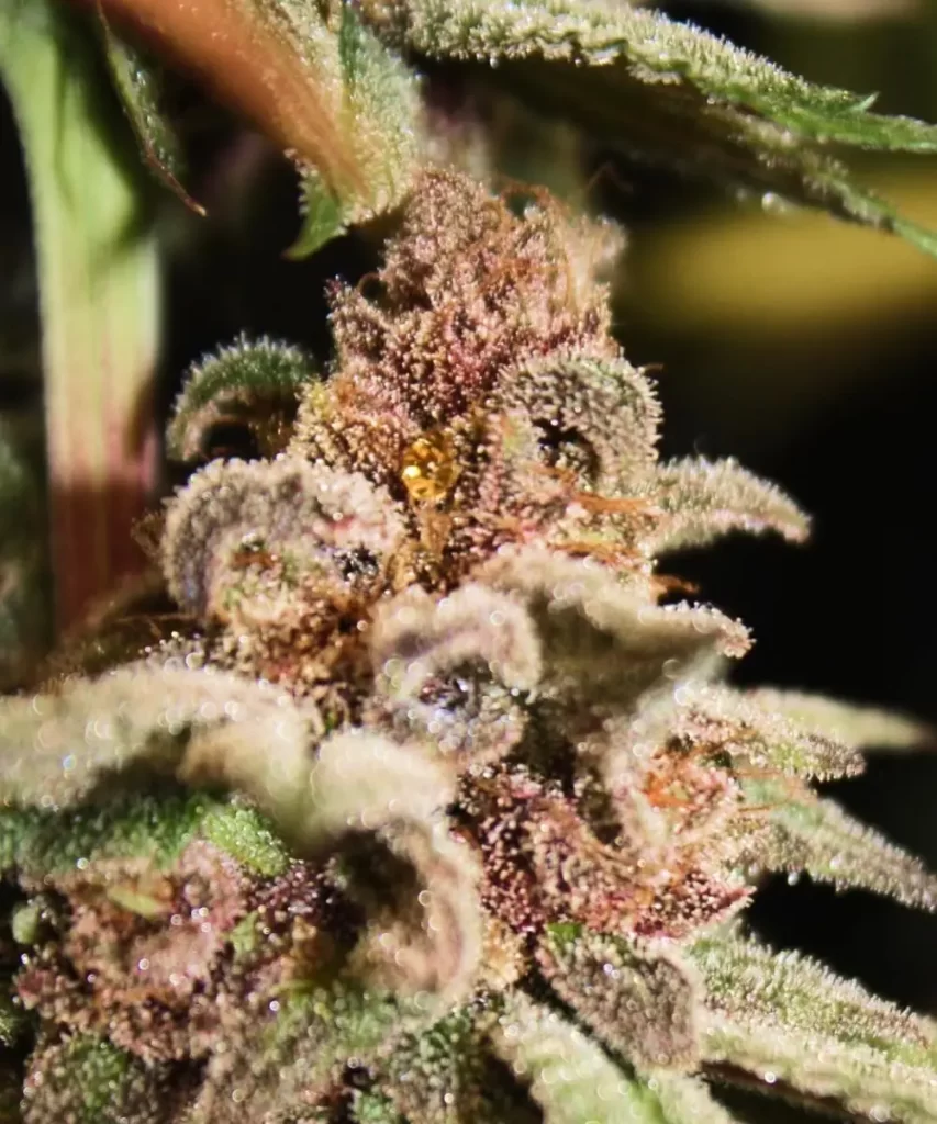 Nahaufnahme eines 'American Pie 2.0 Feminized' Cannabis-Buds, das mit funkelnden Trichomen bedeckt ist und die potente Harzproduktion der Sorte hervorhebt.