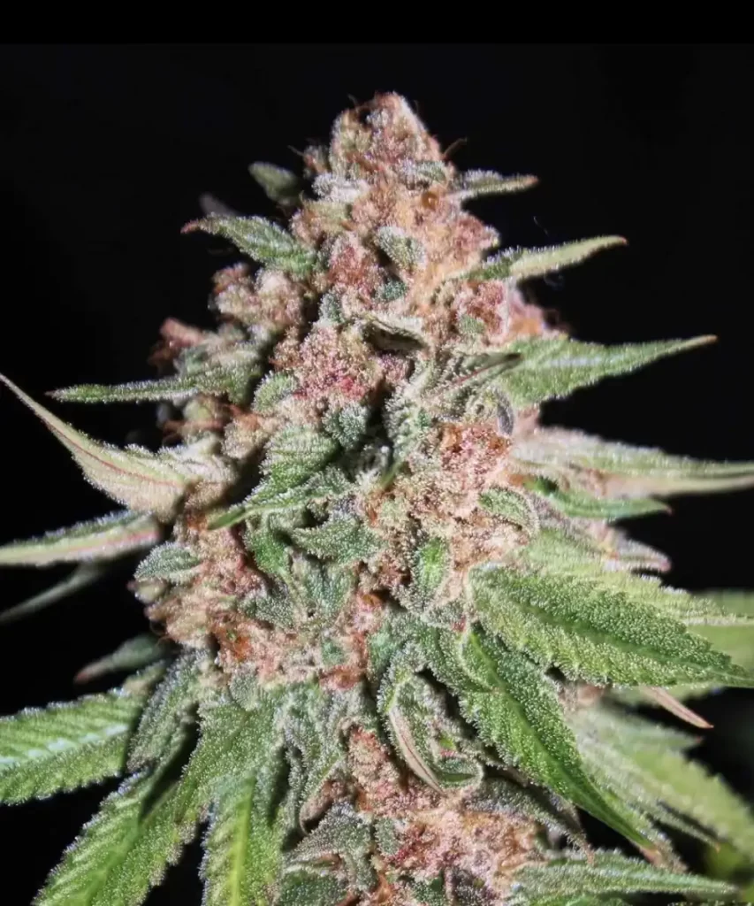 Nahaufnahme der 'American Pie 2.0 Feminized' Cannabis-Sorte mit ihren charakteristischen roten Colas, die die reiche Färbung und die detaillierte Textur der Buds hervorhebt.