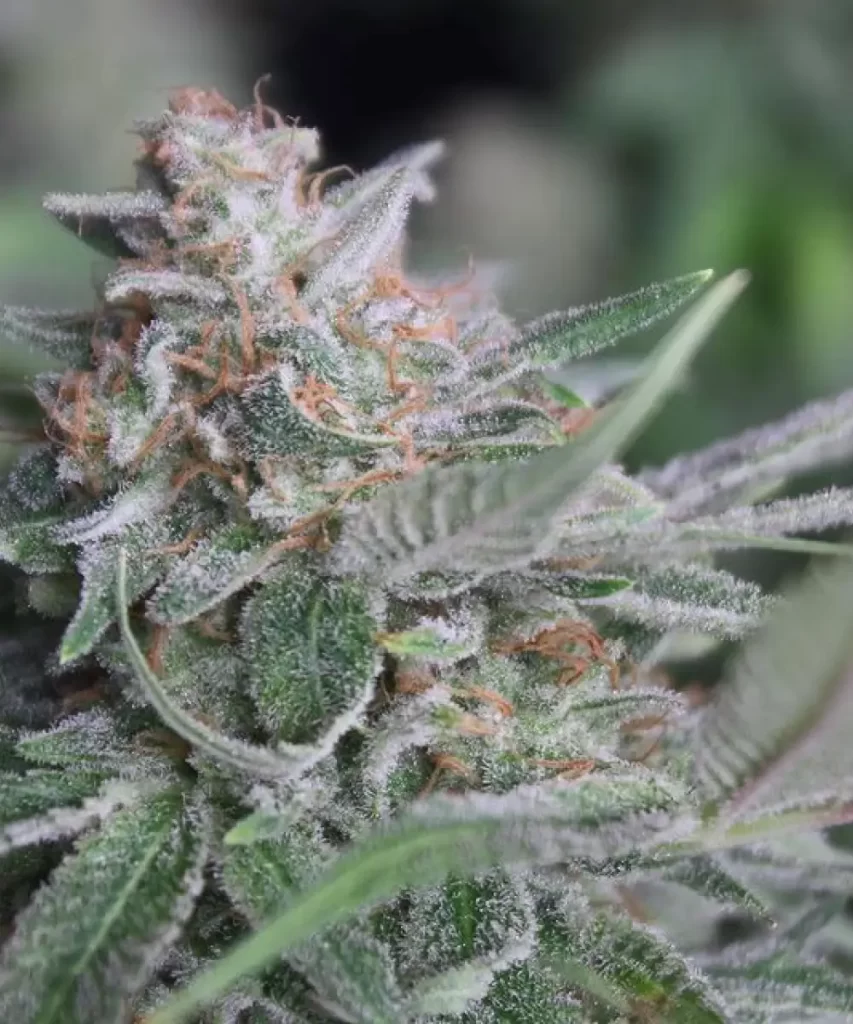 Makroaufnahme der 'American Pie 2.0 Feminized' Cannabis-Sorte, die einen Bud zeigt, der mit Trichomen bedeckt ist und ihm ein schneebedecktes, frostiges Aussehen verleiht, was auf hohe Potenz hinweist.