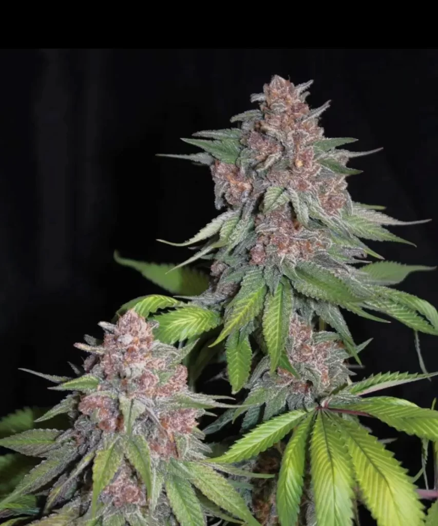 'American Pie 2.0 Feminized' Cannabis, die auffällige rote Colas zeigt, mit üppigen Blütenclustern, die von lebendigen roten Farbtönen durchzogen sind und auf ihre einzigartige genetische Qualität hinweisen.