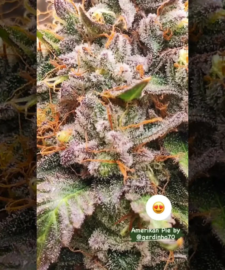 Nahaufnahme der 'American Pie 2.0 Feminized' Cannabis-Sorte, die tief violette Farbtöne auf den Buds und Blättern zeigt und die farbenfrohe Genetik sowie die visuelle Attraktivität der Sorte hervorhebt.