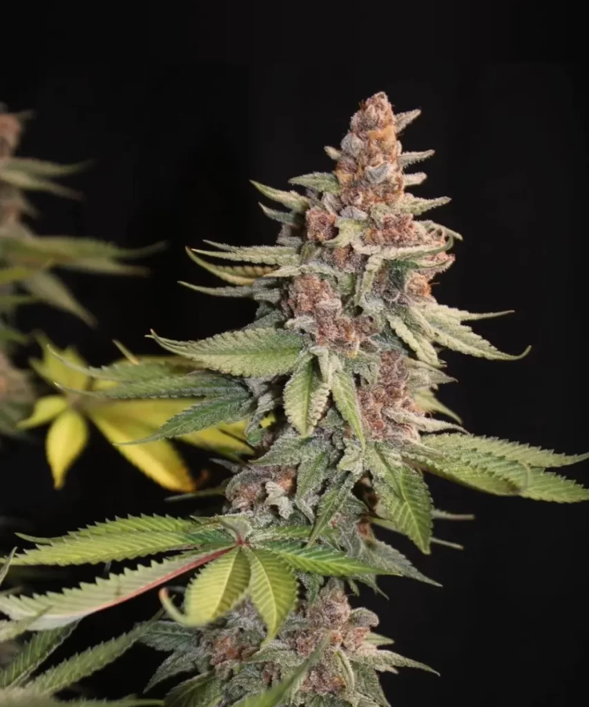 'American Pie 2.0 Feminized' Cannabis-Sorte mit lebendigen lila Colas, die die üppige und seltene Färbung ihrer dichten Blütencluster veranschaulicht.