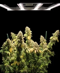Cali Deli Feminized (OG Kush x Nepali x Cheese) Cannabis-Sorte, die mehrere Colas zeigt, jede dicht strukturiert und blühend, was das kräftige Wachstum der Pflanze und das Potenzial für einen üppigen Ertrag demonstriert.