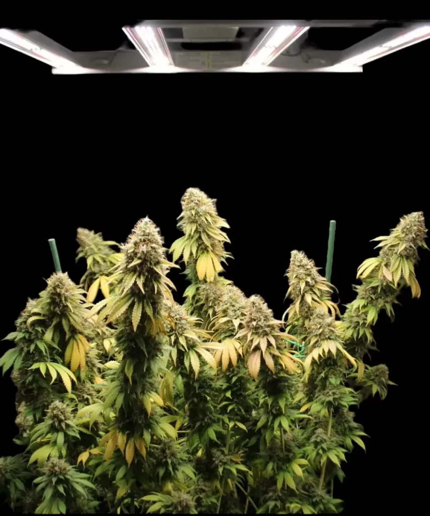Cali Deli Feminized (OG Kush x Nepali x Cheese) Cannabis-Sorte, die mehrere Colas zeigt, jede dicht strukturiert und blühend, was das kräftige Wachstum der Pflanze und das Potenzial für einen üppigen Ertrag demonstriert.