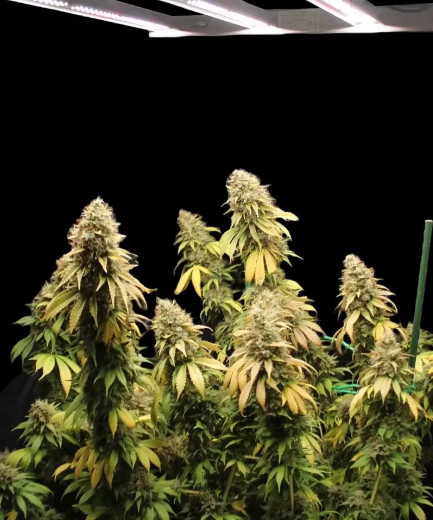 Mehrere blühende Colas auf einer 'Cali Deli Feminized (OG Kush x Nepali x Cheese)' Cannabis-Pflanze, die die produktive Verzweigung und die üppigen Blüte-Eigenschaften der Sorte zeigt.