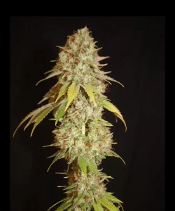 Detaillierte Nahaufnahme einer 'Cali Deli Feminized (OG Kush x Nepali x Cheese)' Cannabis-Pflanze, die ihre super sativa Eigenschaften zeigt, mit schlanken, länglichen Blättern und lebendigen grünen Farbtönen, die typisch für sativa-dominante Sorten sind.