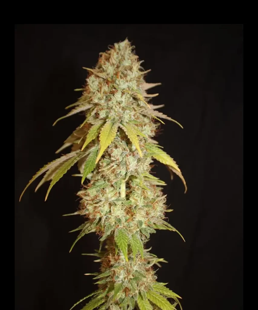 Detaillierte Nahaufnahme einer 'Cali Deli Feminized (OG Kush x Nepali x Cheese)' Cannabis-Pflanze, die ihre super sativa Eigenschaften zeigt, mit schlanken, länglichen Blättern und lebendigen grünen Farbtönen, die typisch für sativa-dominante Sorten sind.
