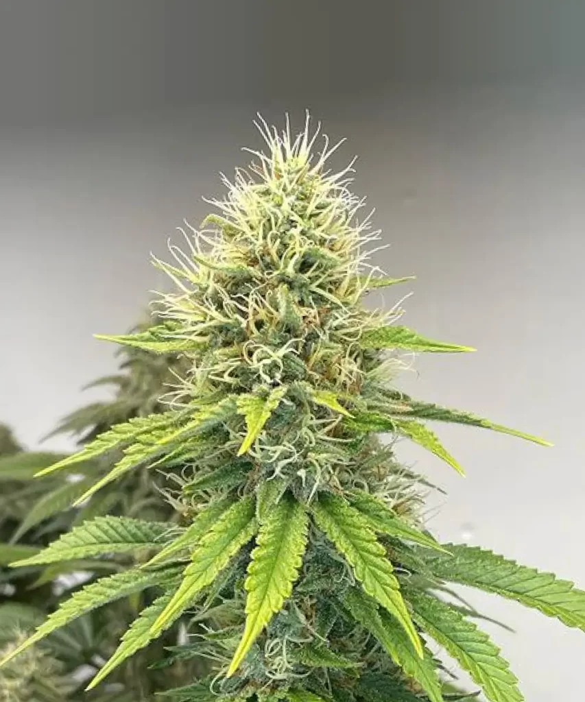 Cali Deli Feminized (OG Kush x Nepali x Cheese) Cannabis-Sorte, die reich mit einer lebendigen Vielfalt an Pistillen geschmückt ist und die üppigen und fruchtbaren Eigenschaften der Pflanze zeigt, was auf eine gesunde Blütephase hinweist.