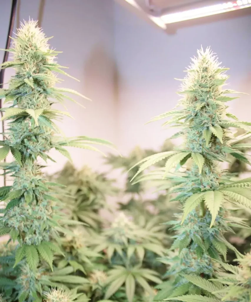 Cali Deli Feminized (OG Kush x Nepali x Cheese) Cannabis-Sorte, die zwei robuste Colas zeigt, die dicht mit lebendigen Pistillen bedeckt sind, und die reproduktiven Merkmale der Pflanze sowie die dichte Blütenstruktur hervorhebt, die typisch für hochwertige Buds ist.