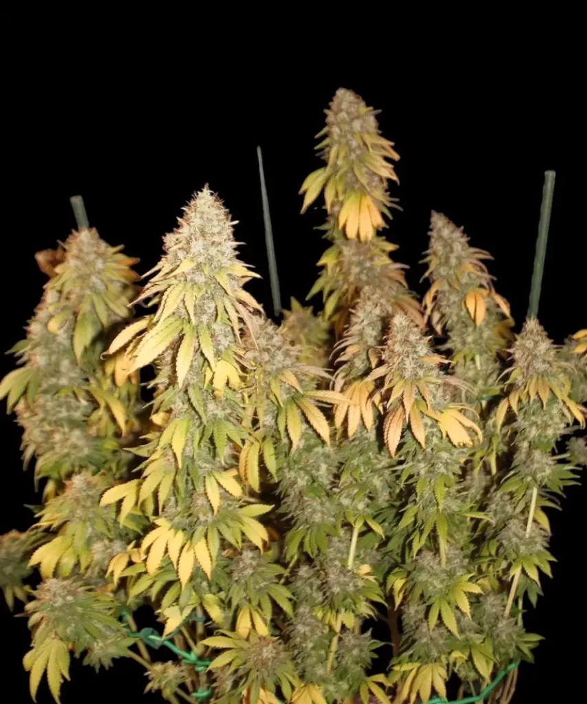 Cali Deli Feminized (OG Kush x Nepali x Cheese) Cannabis-Pflanze, die ihre super sativa Merkmale zeigt und geschickt mit Low-Stress-Training (LST)-Techniken bearbeitet wurde, um Wachstum und Ertrag zu steigern, wobei verlängerte Äste und eine offene Struktur hervorgehoben werden.