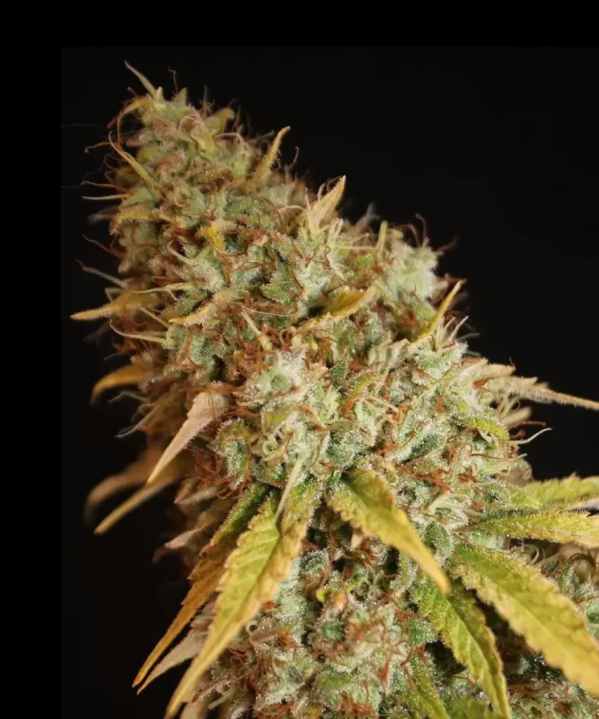 Nahaufnahme der 'Cali Deli Feminized (OG Kush x Nepali x Cheese)' Cannabis-Sorte, die ihre kristallbedeckten Buds zeigt, die mit Trichomen glänzen und die potente und hochwertige Natur der Pflanze hervorheben.