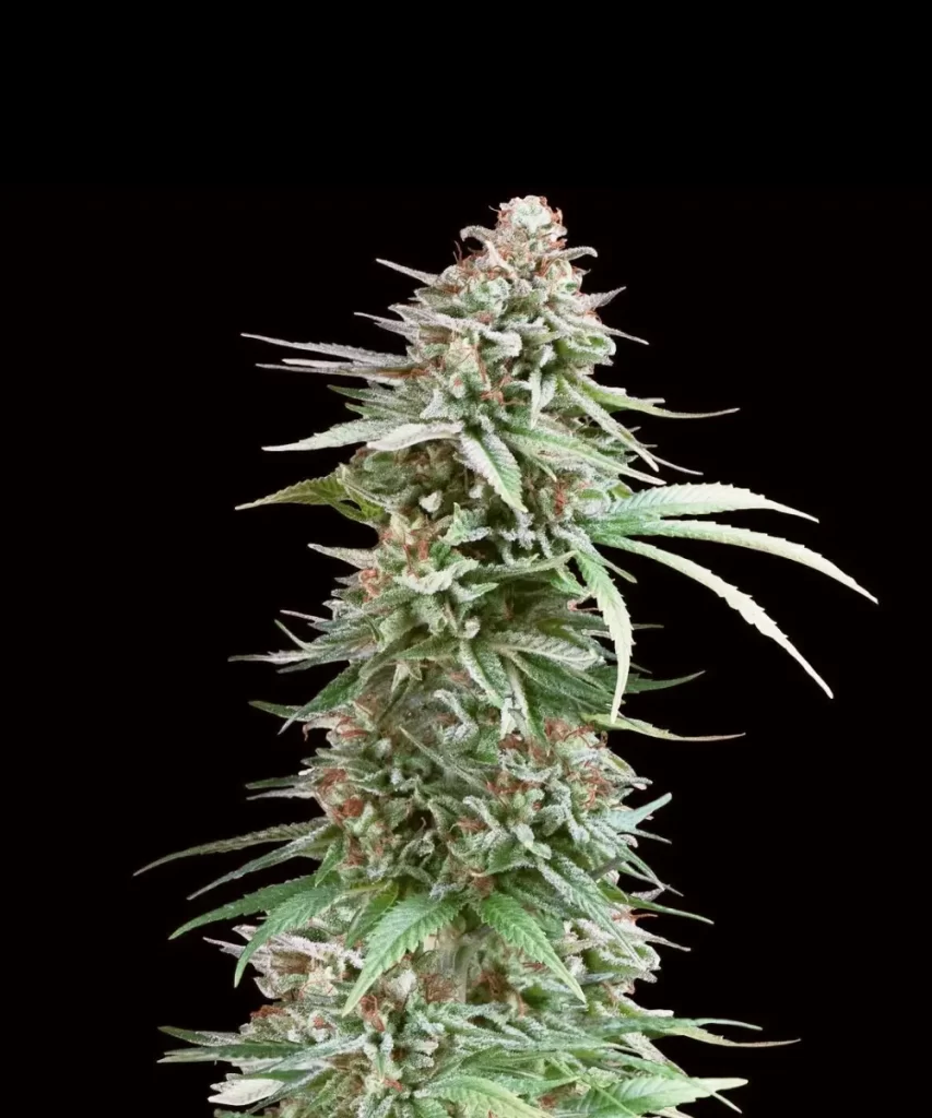 Impressive Ansicht einer 'Cali Deli Feminized (OG Kush x Nepali x Cheese)' Cannabis-Pflanze mit einer großen, dichten Cola, die robustes Wachstum und hohes Ertragspotential exemplifiziert, typisch für gut kultivierten Cannabis.