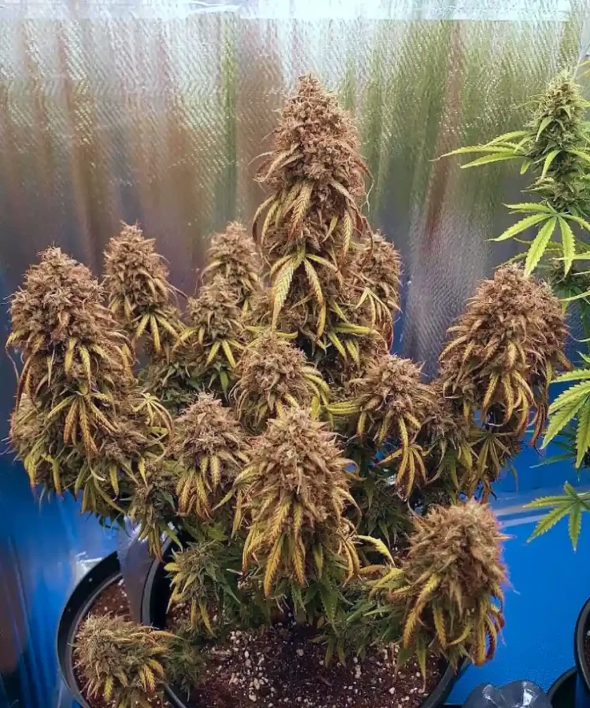 Creme Brulee Auto mit großen Buds, die drinnen angebaut wurden.