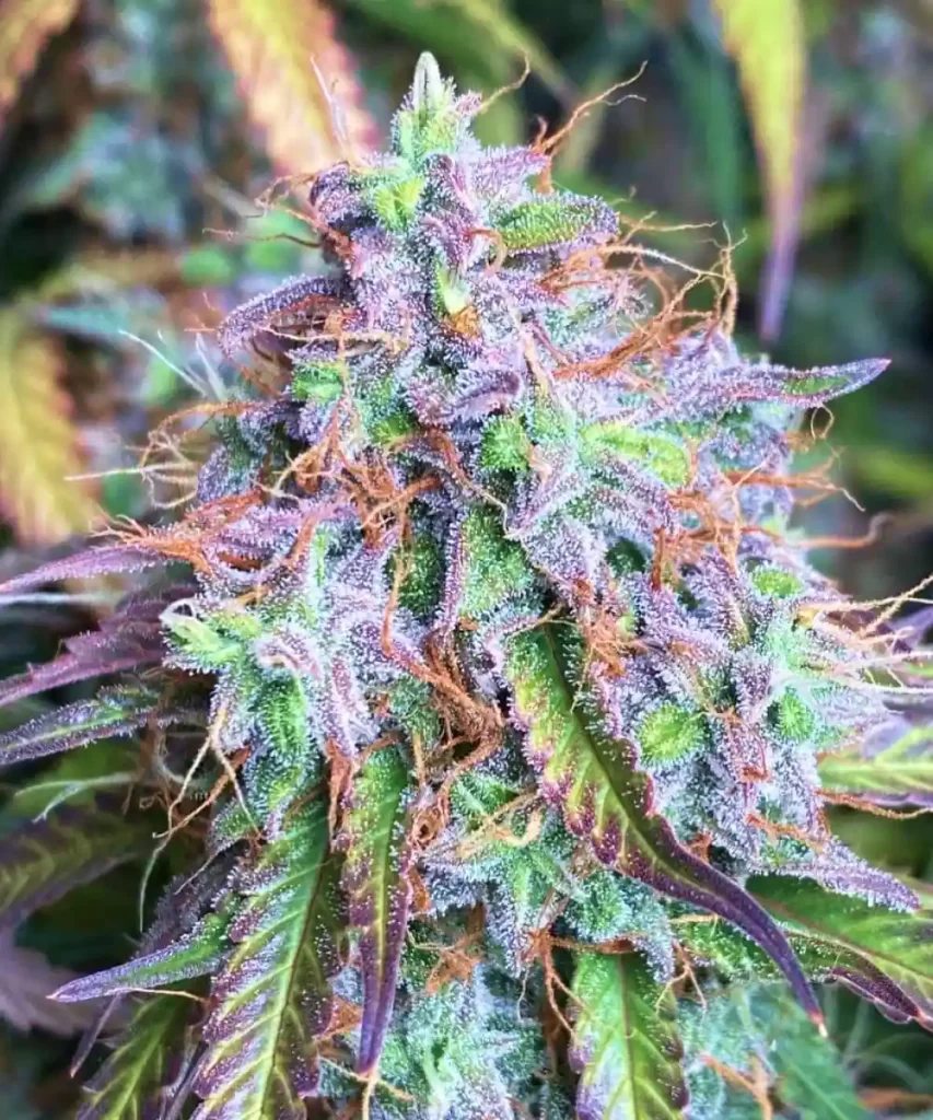 Creme Brulee Auto: Ein lebendig farbiger Bud, bedeckt mit schimmernden Kristallen.