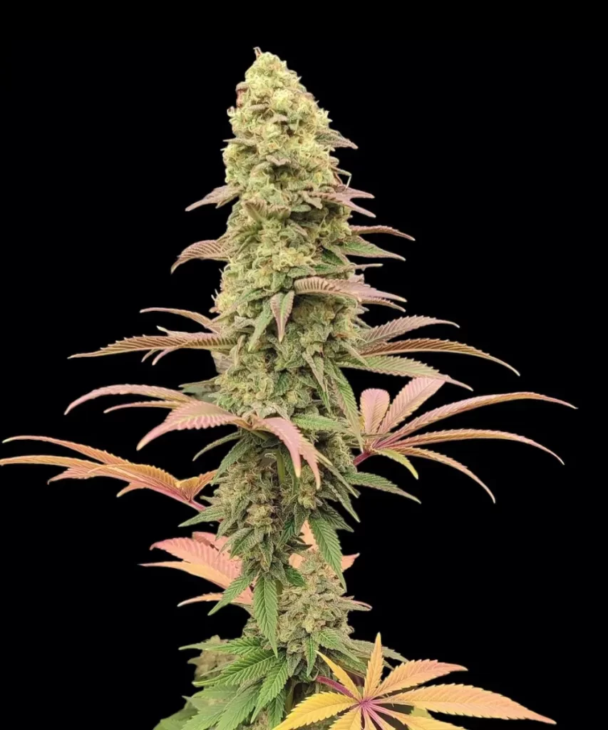 Dichte und fest geformte Indica-Buds der 'Creme Brulee Feminized' Sorte, die die charakteristische Kompaktheit und Robustheit ihrer Indica-Genetik veranschaulichen.